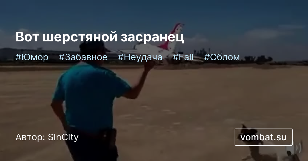 Вот шерстяной засранец | vombat.su