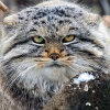 Manul007