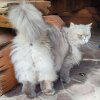 Котяня