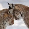 LastLynx