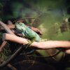 Regnum_Animale