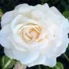WSpringRose
