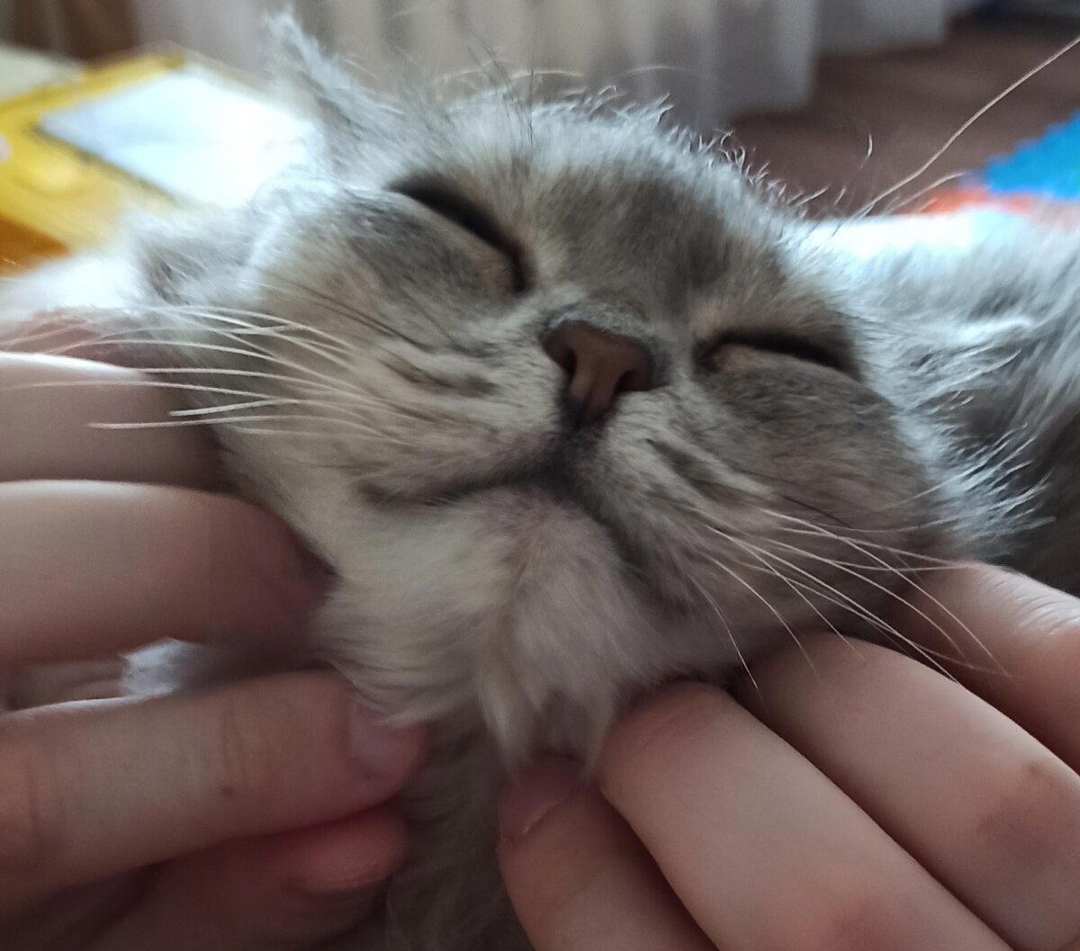 Показал кота - пикабушник!