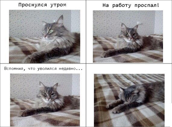 Кошка передала мое утреннее пробуждение...
