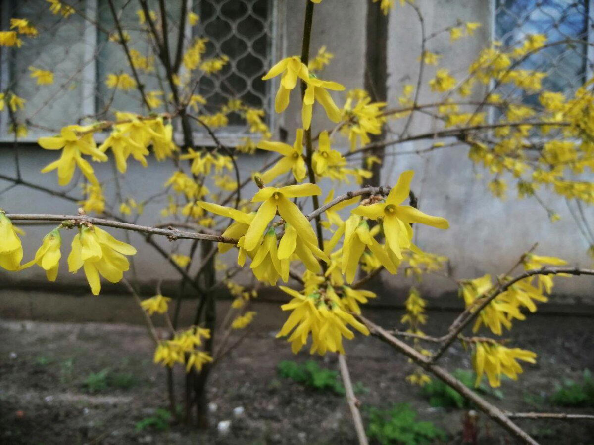 Весна в городе