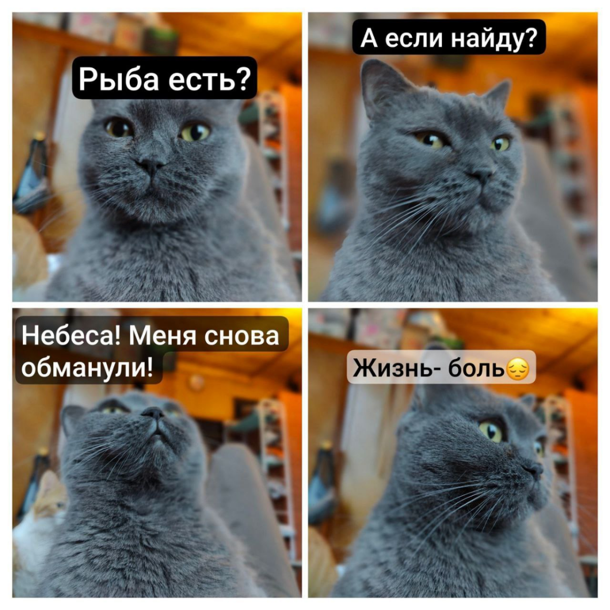 Традиционная субботняя отказница Тучка. Опять пустые миски и совсем немного вкусняшек (+творчество подписчиков)