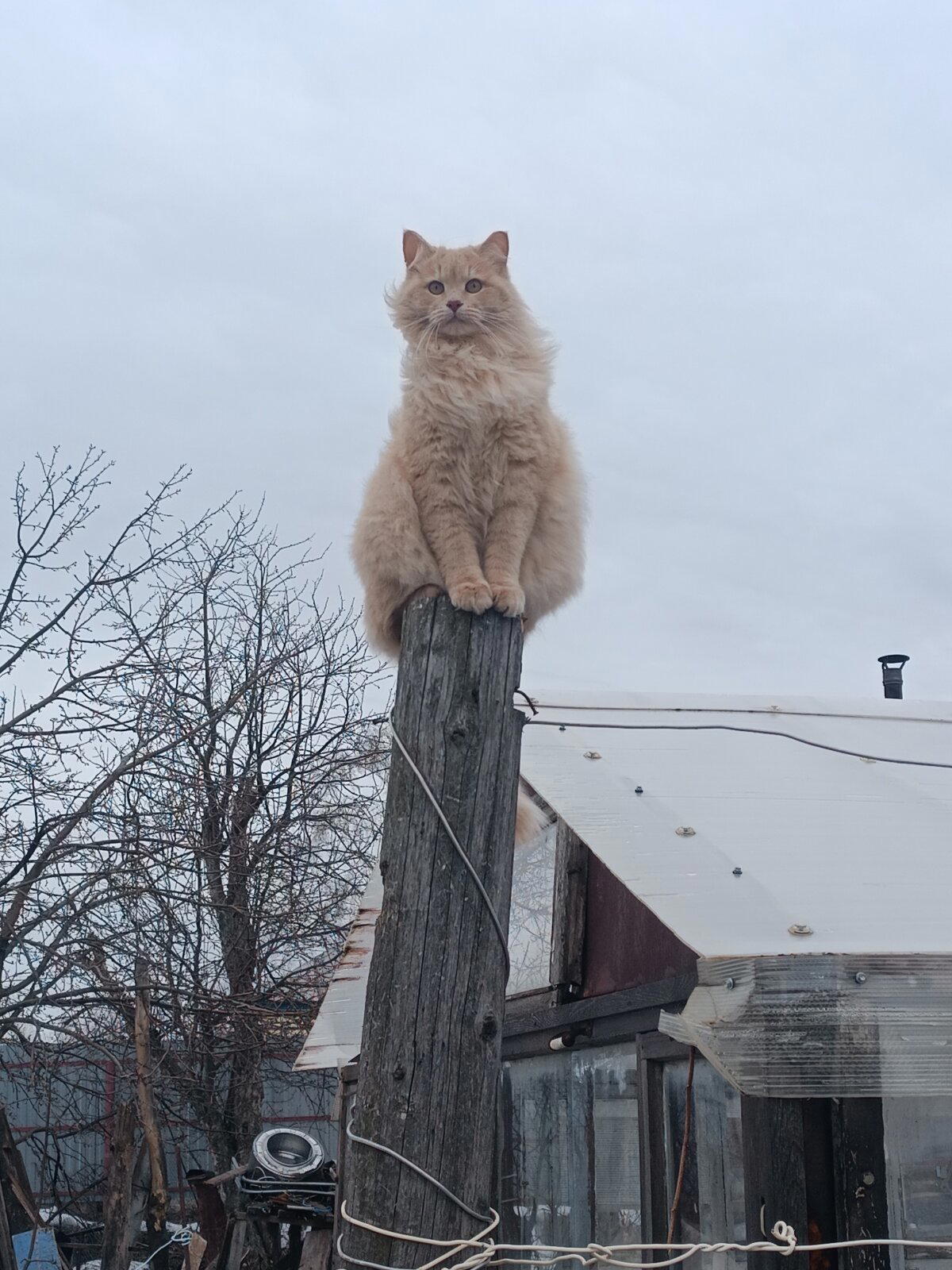 Шерстяной дозор