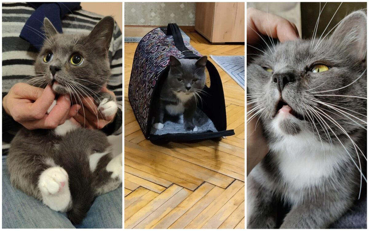 Котик Лева, которого кто-то оставил на улице Тосно в октябре со сломанными зубами, теперь живет в новом доме в семье Пикабушников