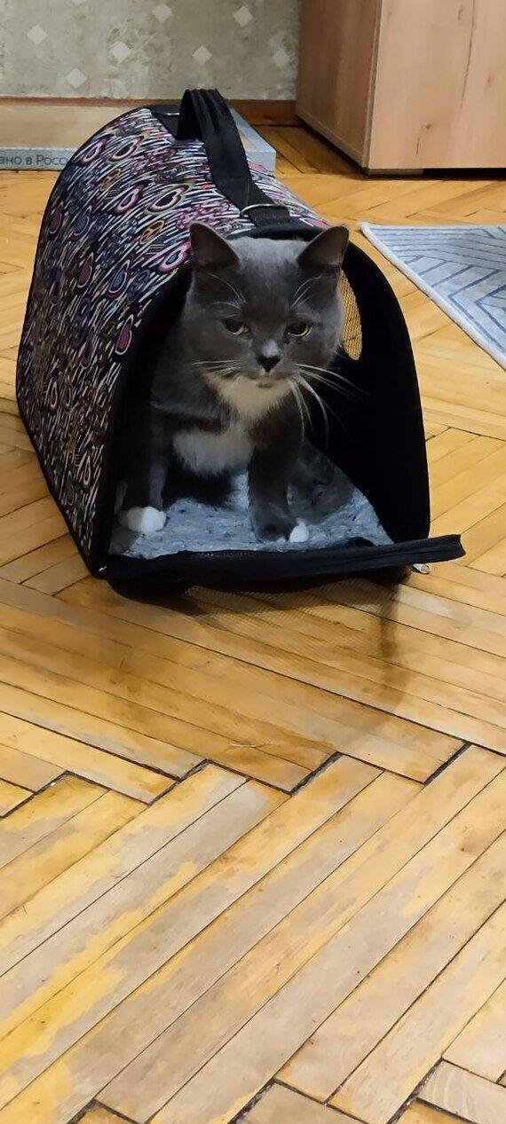 Котик Лева, которого кто-то оставил на улице Тосно в октябре со сломанными зубами, теперь живет в новом доме в семье Пикабушников