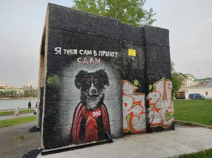 Дворовый пёсик в адидасе