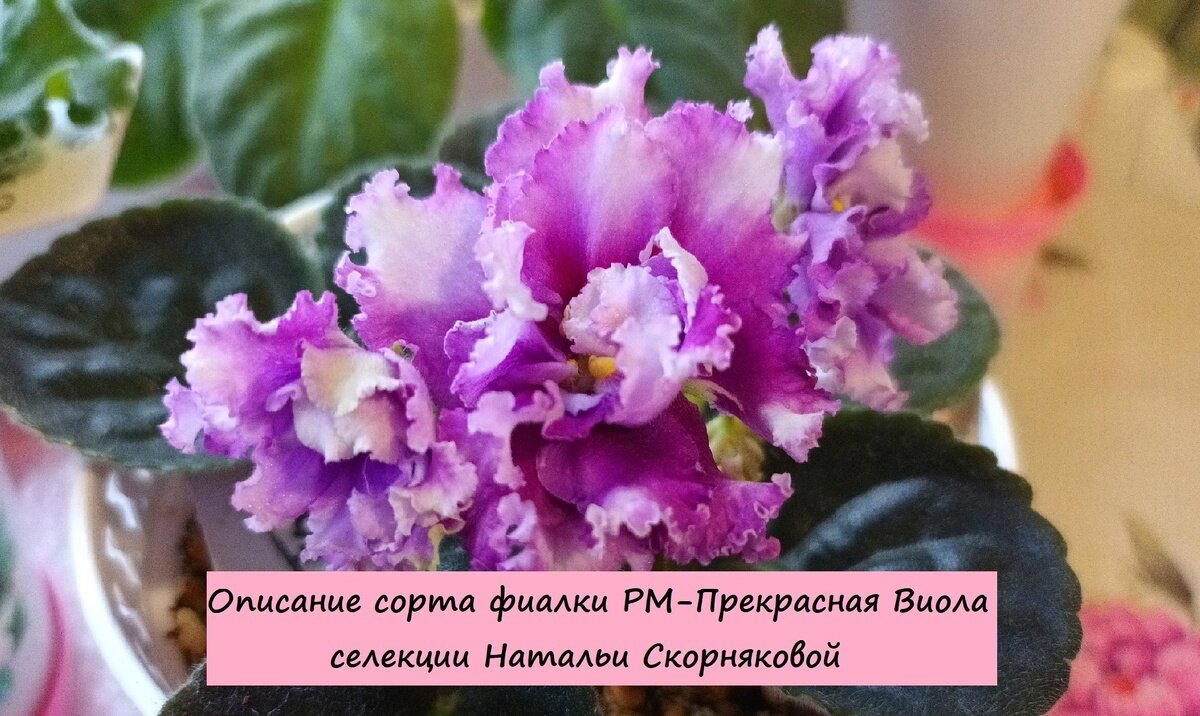 Описание сорта фиалки селекции Натальи Скорняковой РМ-Прекрасная Виола!