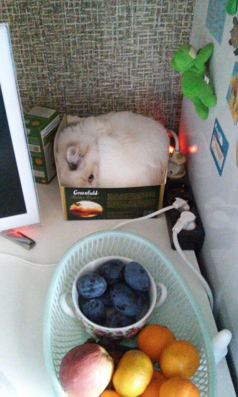 Кошка до и после поездки в тайгу на охоту.
