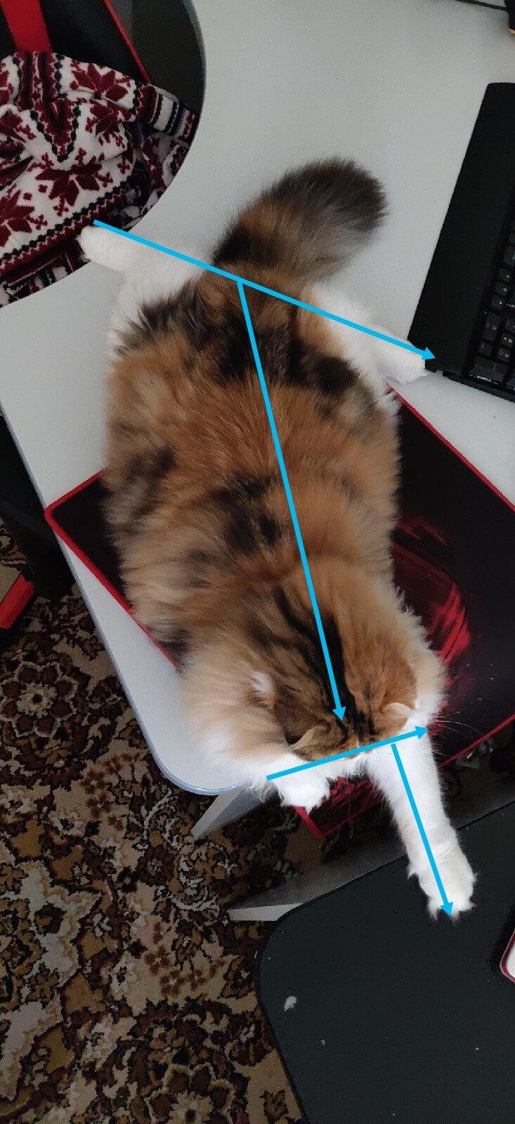 Кошачья геометрия