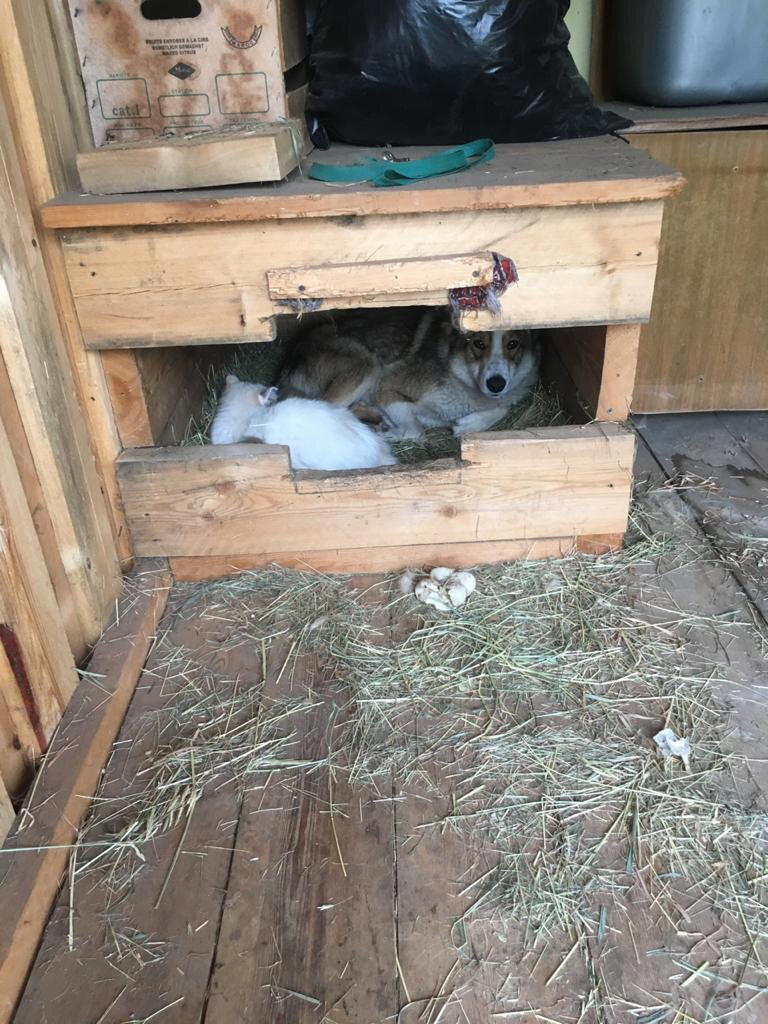 Кошка с собакой