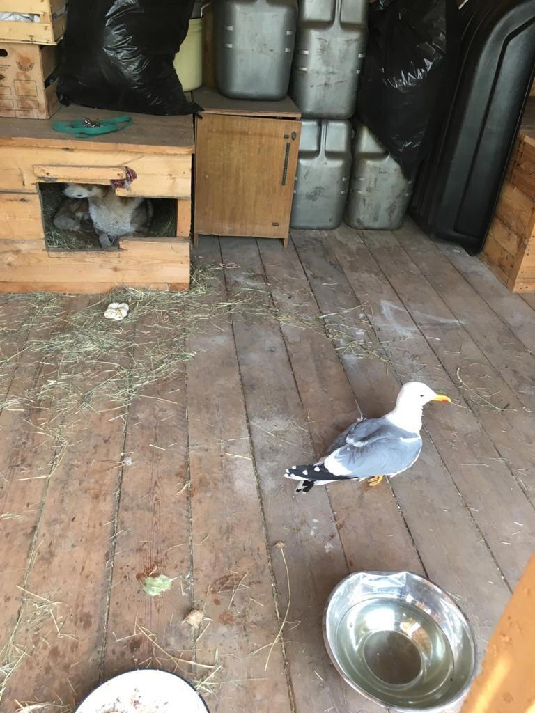 Кошка с собакой
