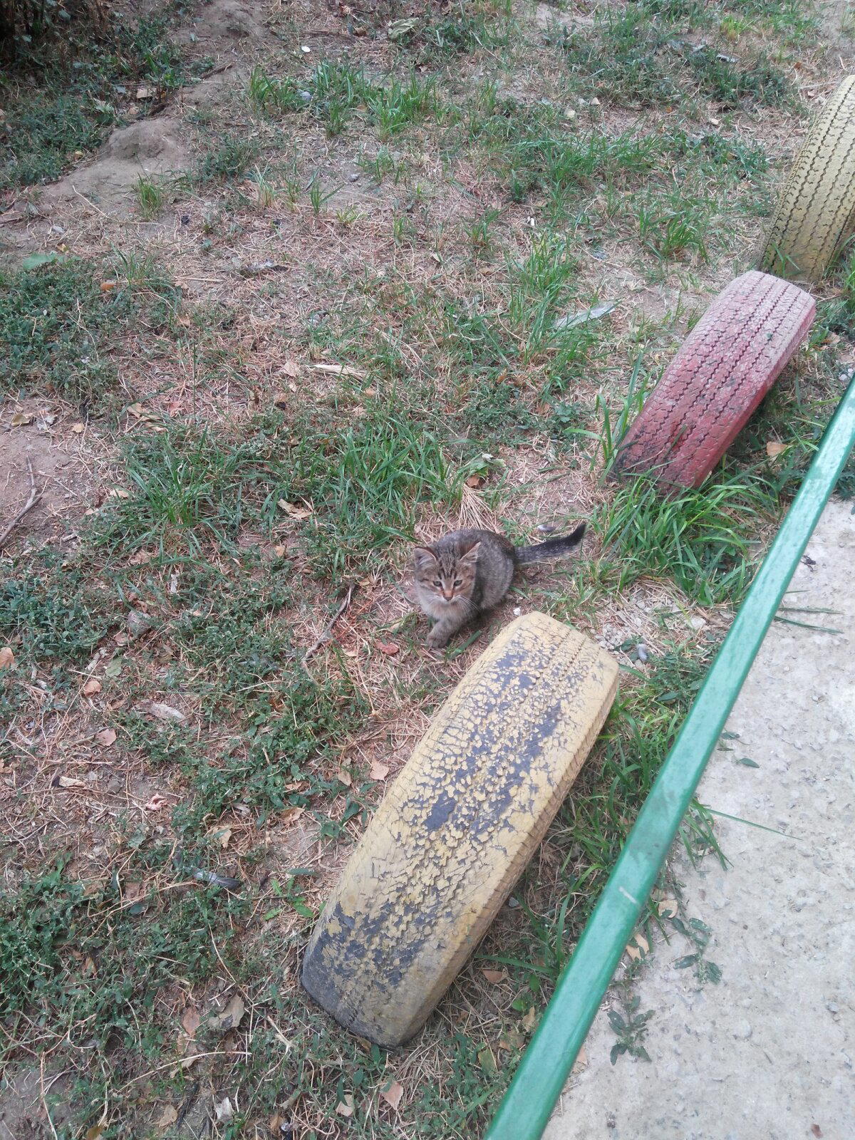 Котик ищет дом