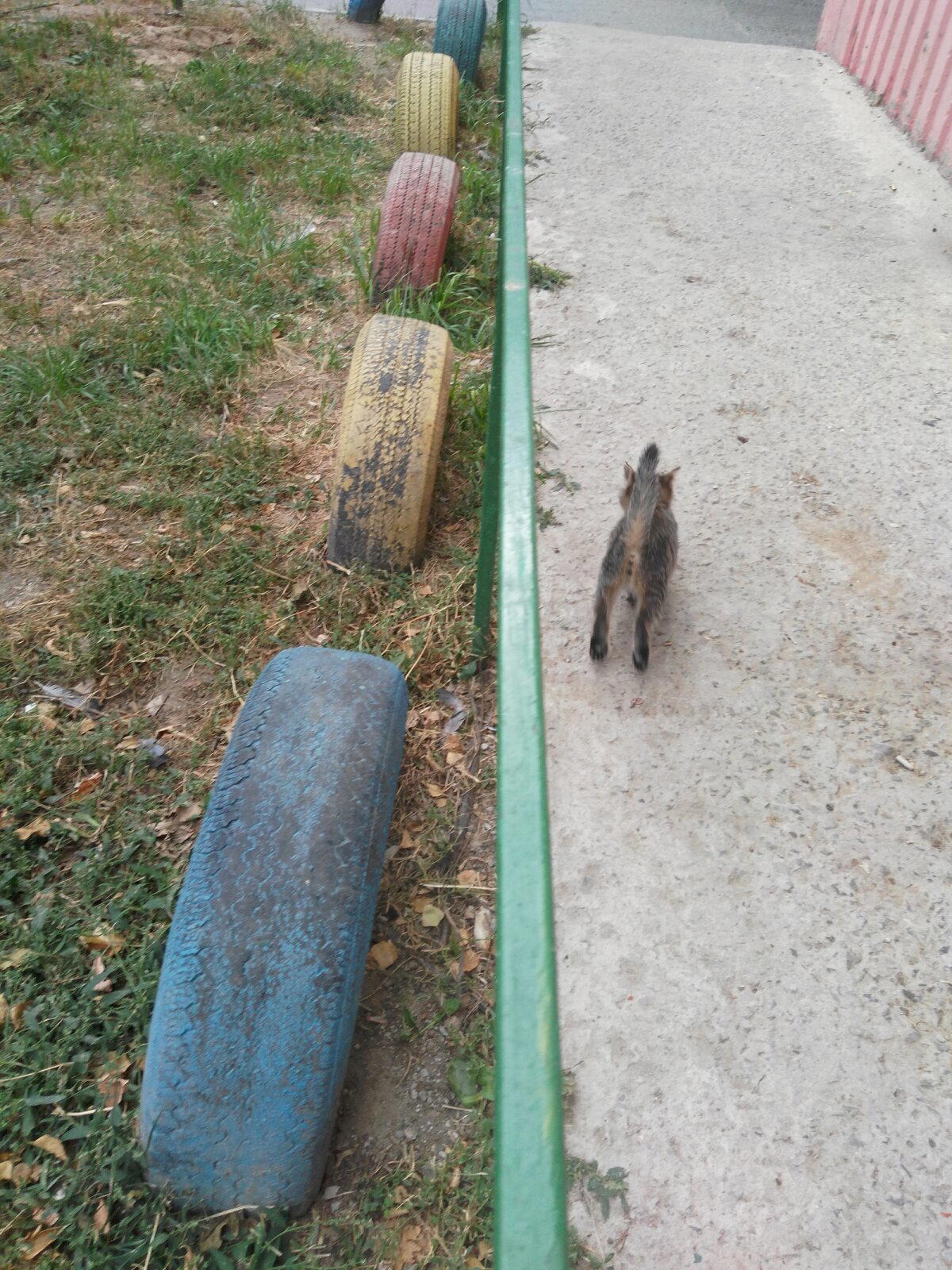 Котик ищет дом
