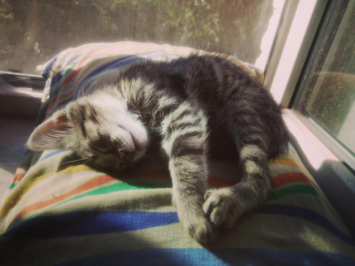 Как мне не повезло и повезло взять двух котят