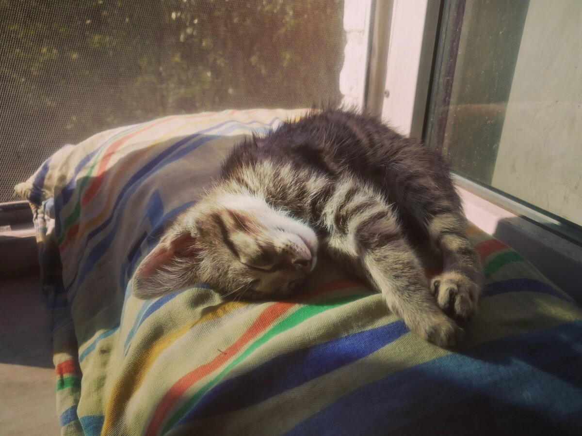 Как мне не повезло и повезло взять двух котят