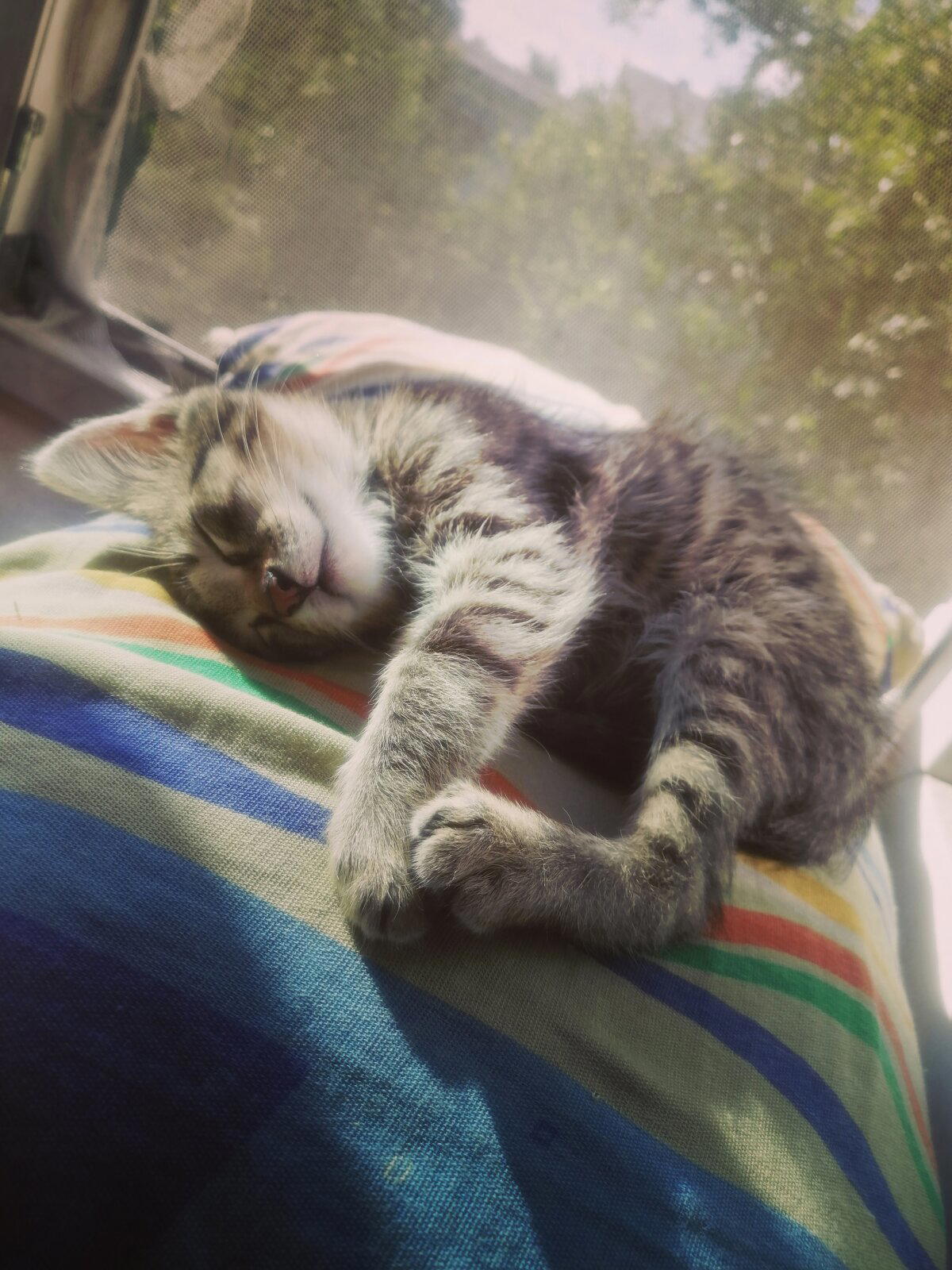 Как мне не повезло и повезло взять двух котят