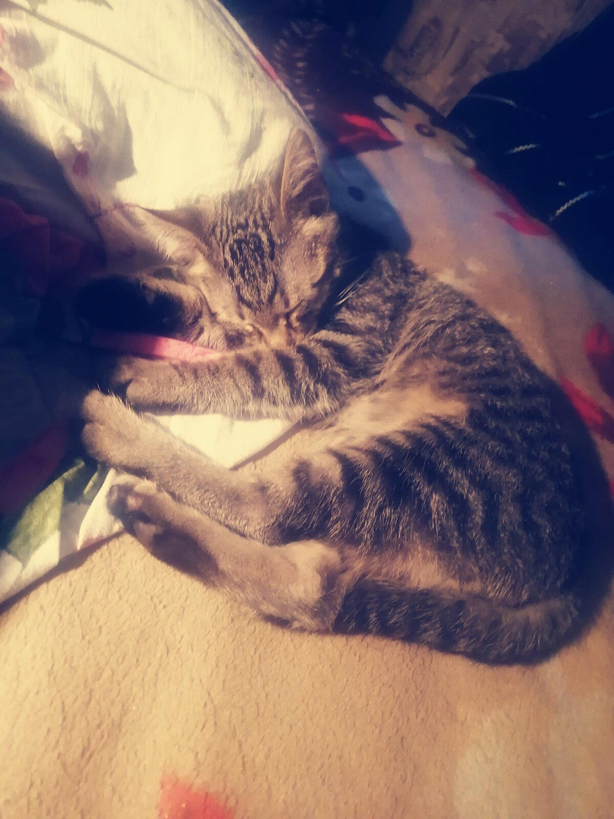 Как мне не повезло и повезло взять двух котят