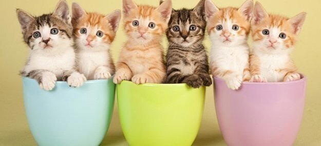 Котосволочи по характеру гороскопа