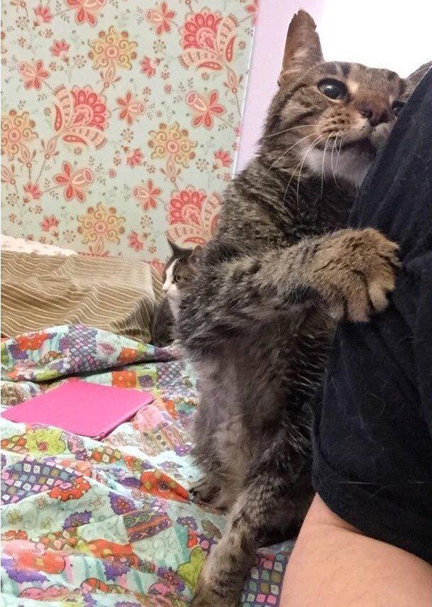 16-тилетний кот Орион, который лишился дома...