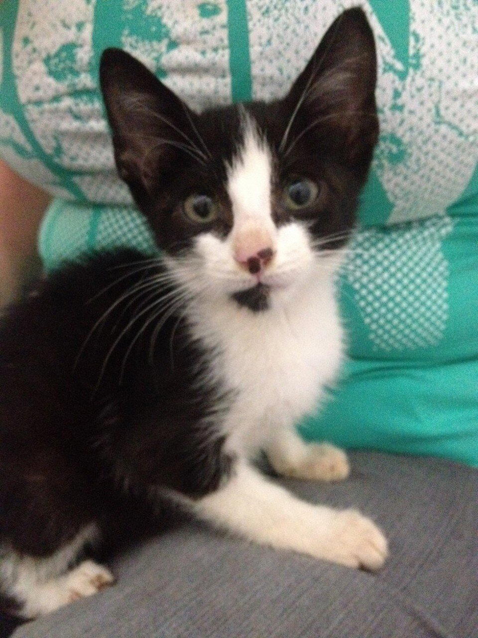 Спасение котенка из гробницы кладбища в Сан Паоло