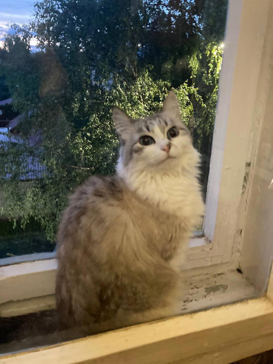Каждому по коту