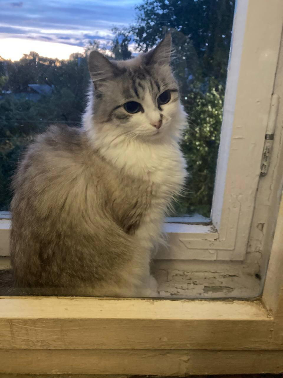 Каждому по коту
