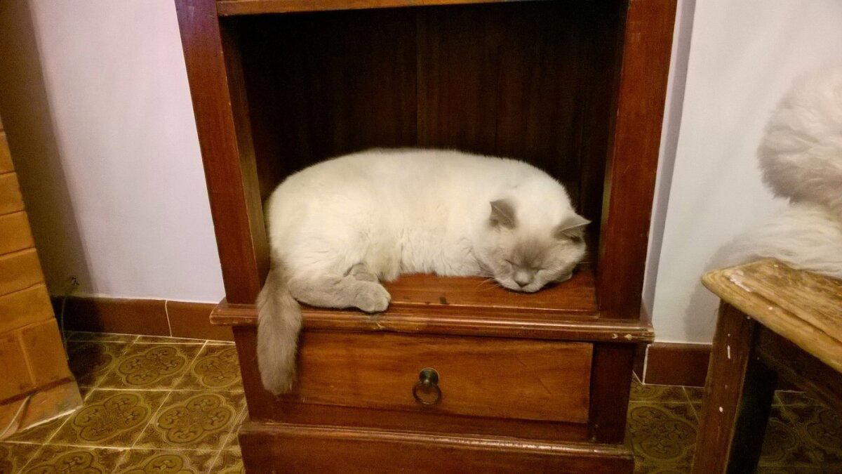 Итальянский муж сделался настоящим кошатником