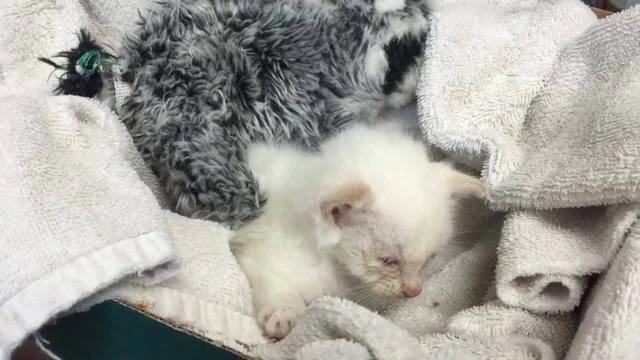 Его выкинули из автомобиля... спасатели назвали Апрель