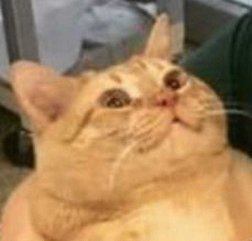 Упитанный котик Симба