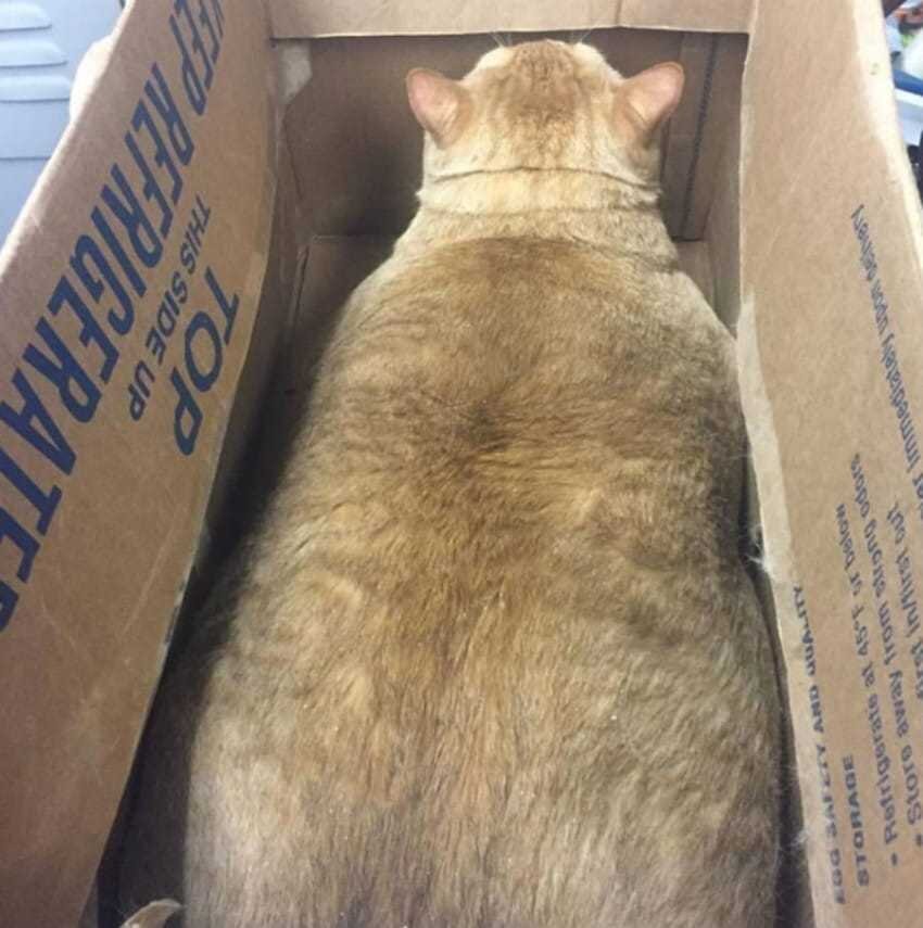 Упитанный котик Симба