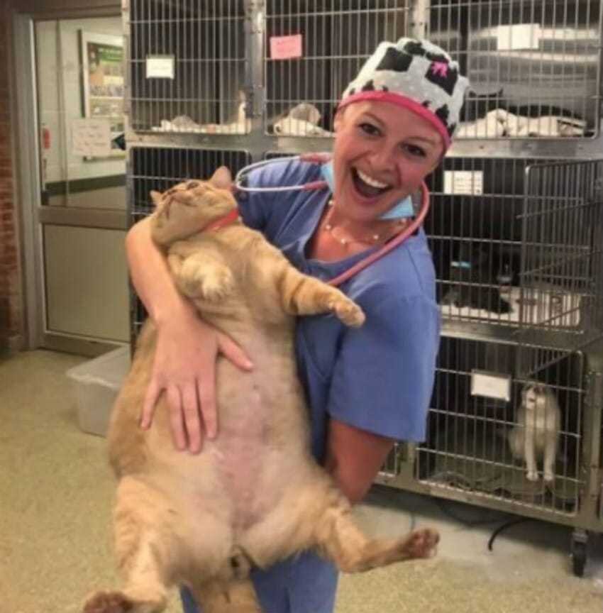 Упитанный котик Симба