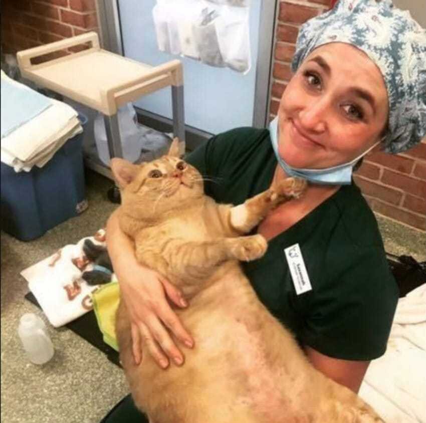 Упитанный котик Симба