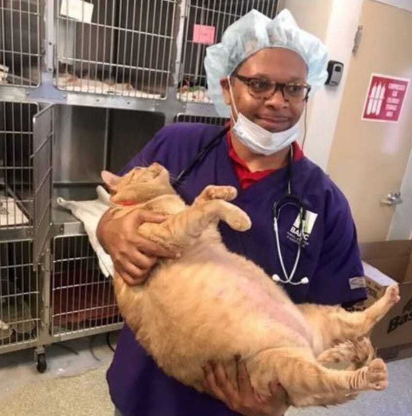Упитанный котик Симба