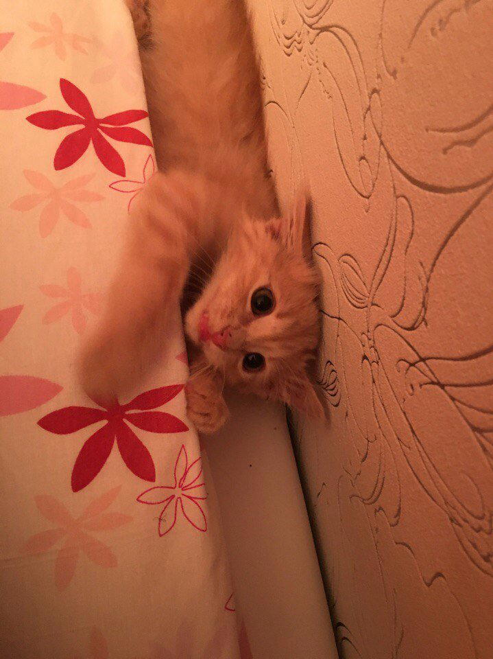 Купили больного и очень злого кота...