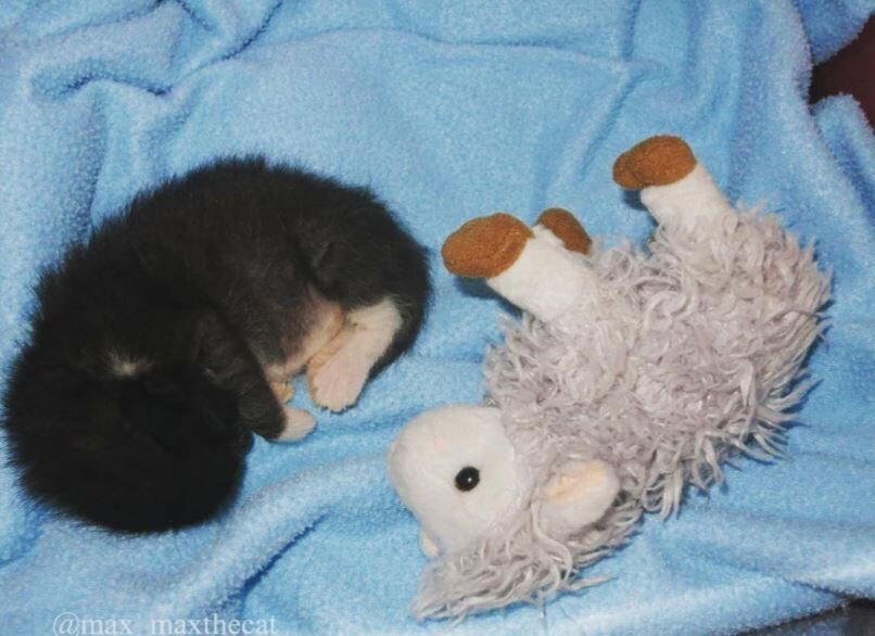 Она помогает всем кошкам, которые приходят к ней домой.
