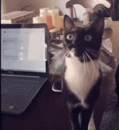 Она помогает всем кошкам, которые приходят к ней домой.
