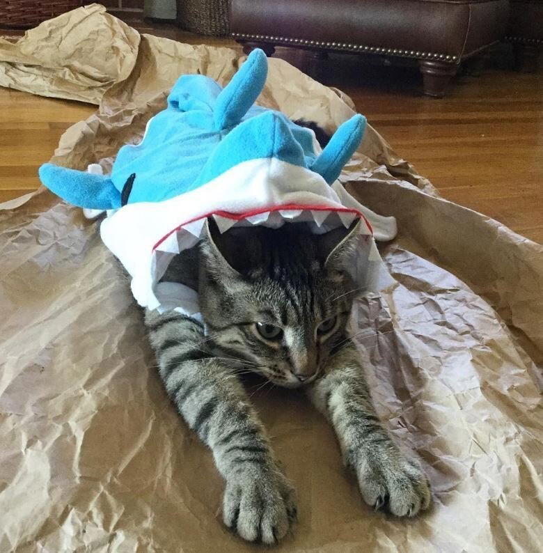 Она помогает всем кошкам, которые приходят к ней домой.