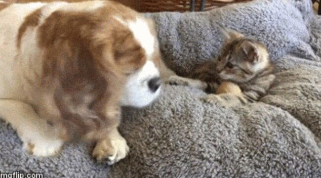 Она помогает всем кошкам, которые приходят к ней домой.