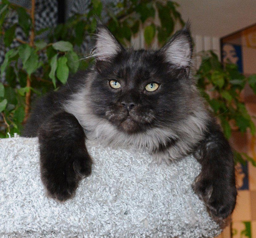 Коты - полидакты. Полидактилия.