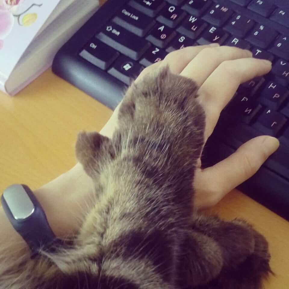Коты - полидакты. Полидактилия.