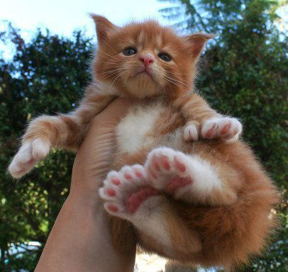 Коты - полидакты. Полидактилия.