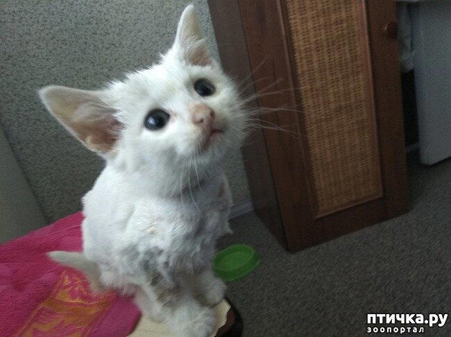 Неожиданное прибавление