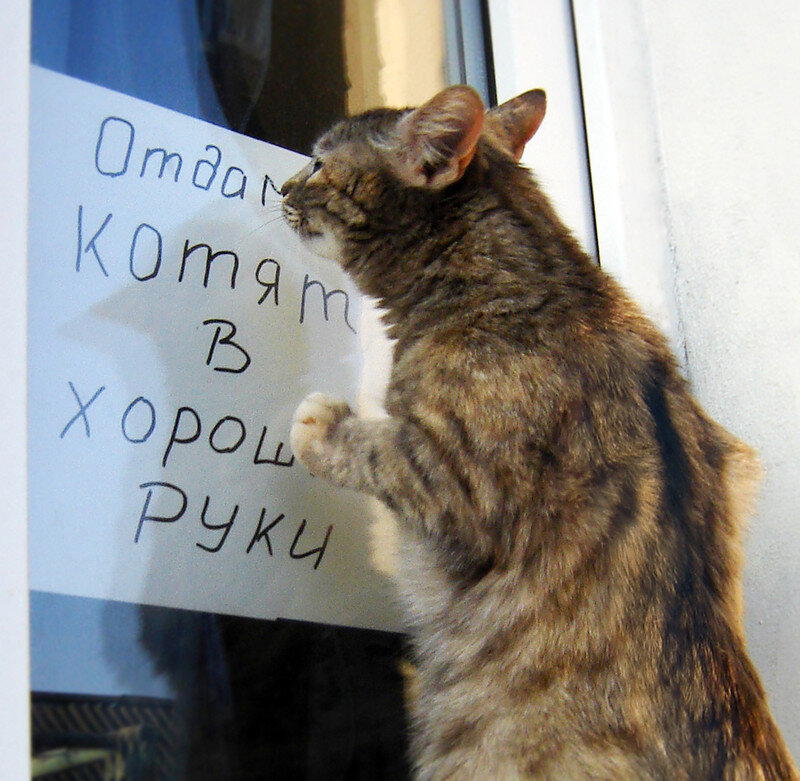Котики, такие котики)))