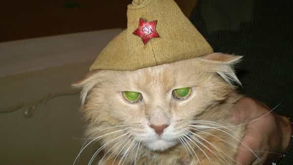 Комдив и Кот