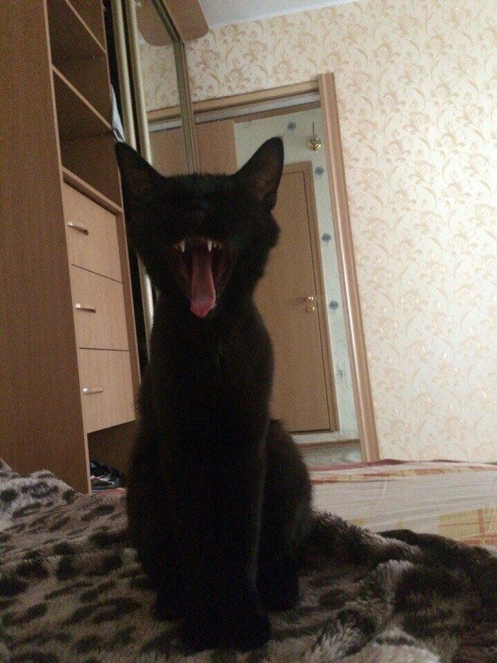 Красотка из подвала