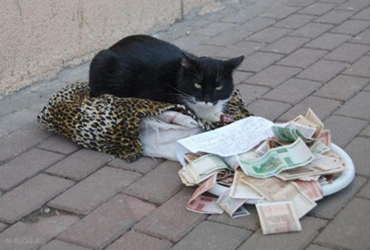 Котик зарабатывает себе на пропитание